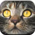 Kitty Cat: Meow Games for Kids