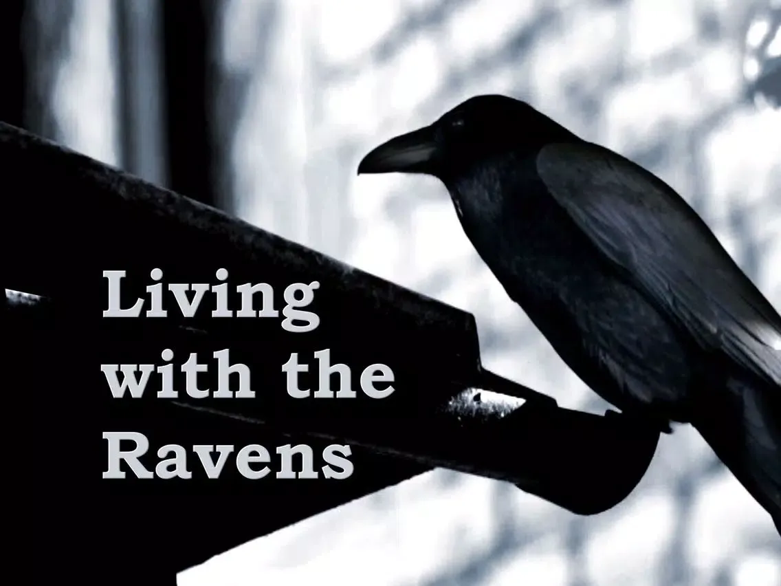 Captures d'écran de Ravens at the Tower iPad 