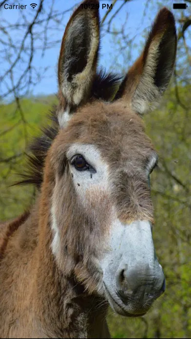 Capturas de pantalla de Donkey Sounds - Funny Sounds