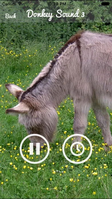 Capturas de pantalla de Donkey Sounds - Funny Sounds
