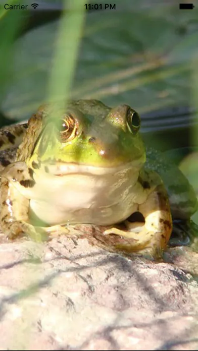 Frog  Sounds - Toad, Greenhouse Frog スクリーンショット