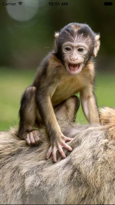 Capturas de pantalla de Monkey Sounds - Funny Sounds for kid