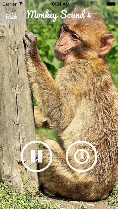 Capturas de pantalla de Monkey Sounds - Funny Sounds for kid