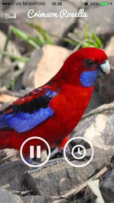Parrot Sounds - Cockatoo,Caique,Kakariki Ekran Görüntüleri