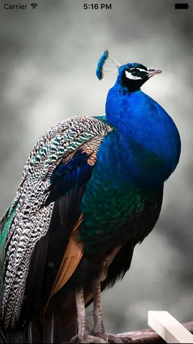 تصاویر Peacock - Chirping Sounds