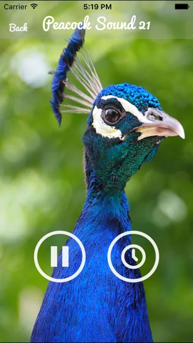 تصاویر Peacock - Chirping Sounds