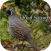 Quail Sound – California, Jungle Bush, Bob White