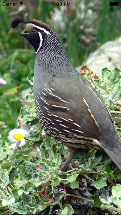 Captures d'écran de Quail Sound – California, Jungle Bush, Bob White