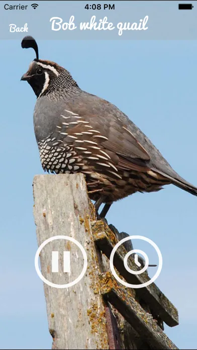 Captures d'écran de Quail Sound – California, Jungle Bush, Bob White