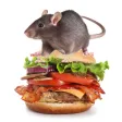 Burger Rats