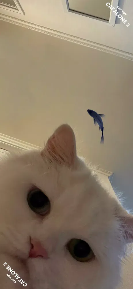 CAT ALONE 2 - Cat Toy应用截图