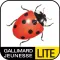 La coccinelle Lite pour iPhone