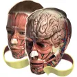 Evolutionary Anatomy Evolutionary Anatomy