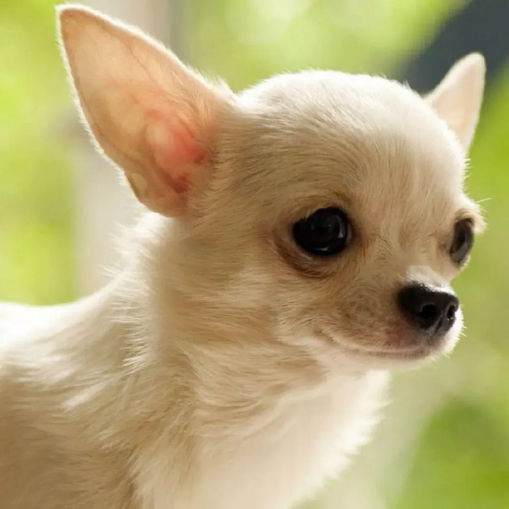 صور Chihuahuas Dog Puzzles Games