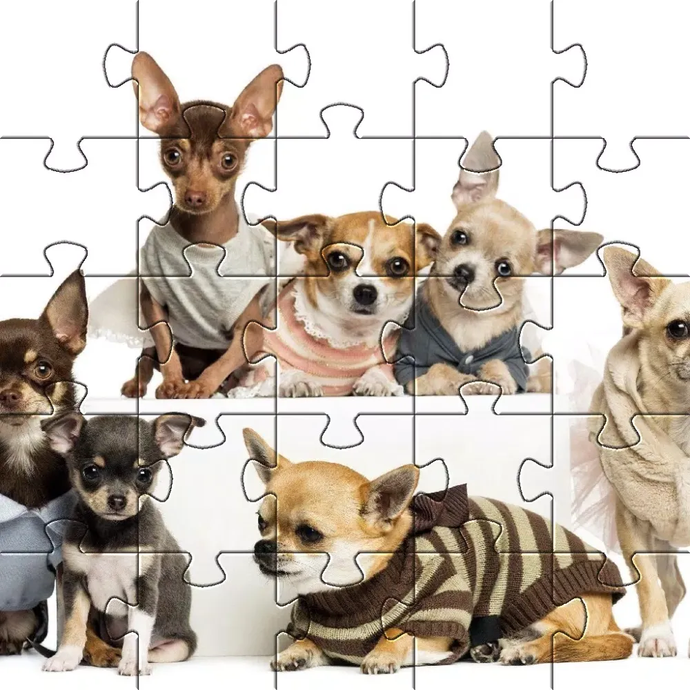 صور Chihuahuas Dog Puzzles Games