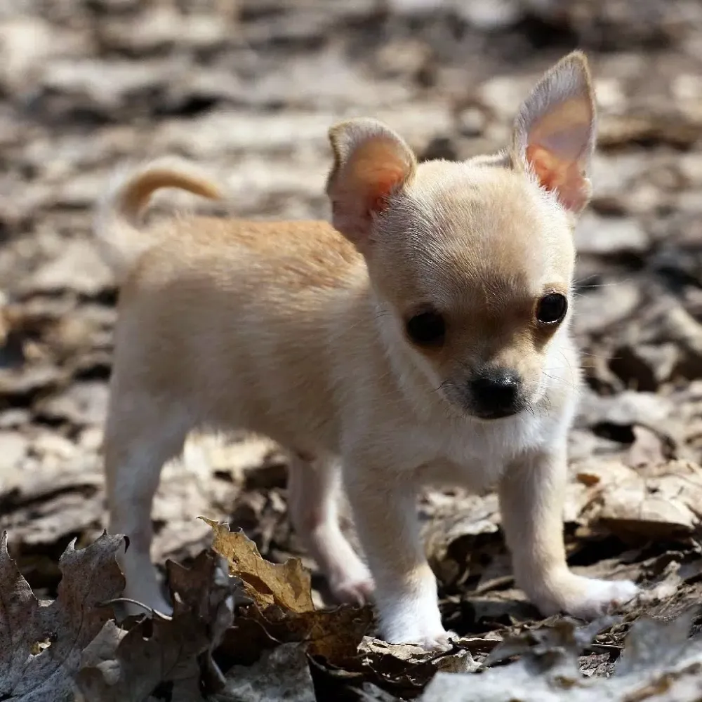 صور Chihuahuas Dog Puzzles Games