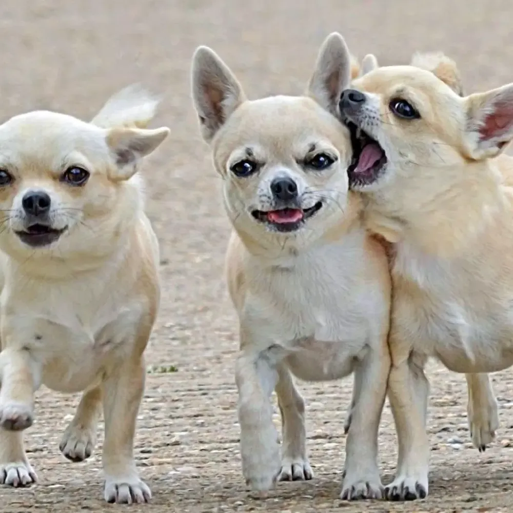 صور Chihuahuas Dog Puzzles Games