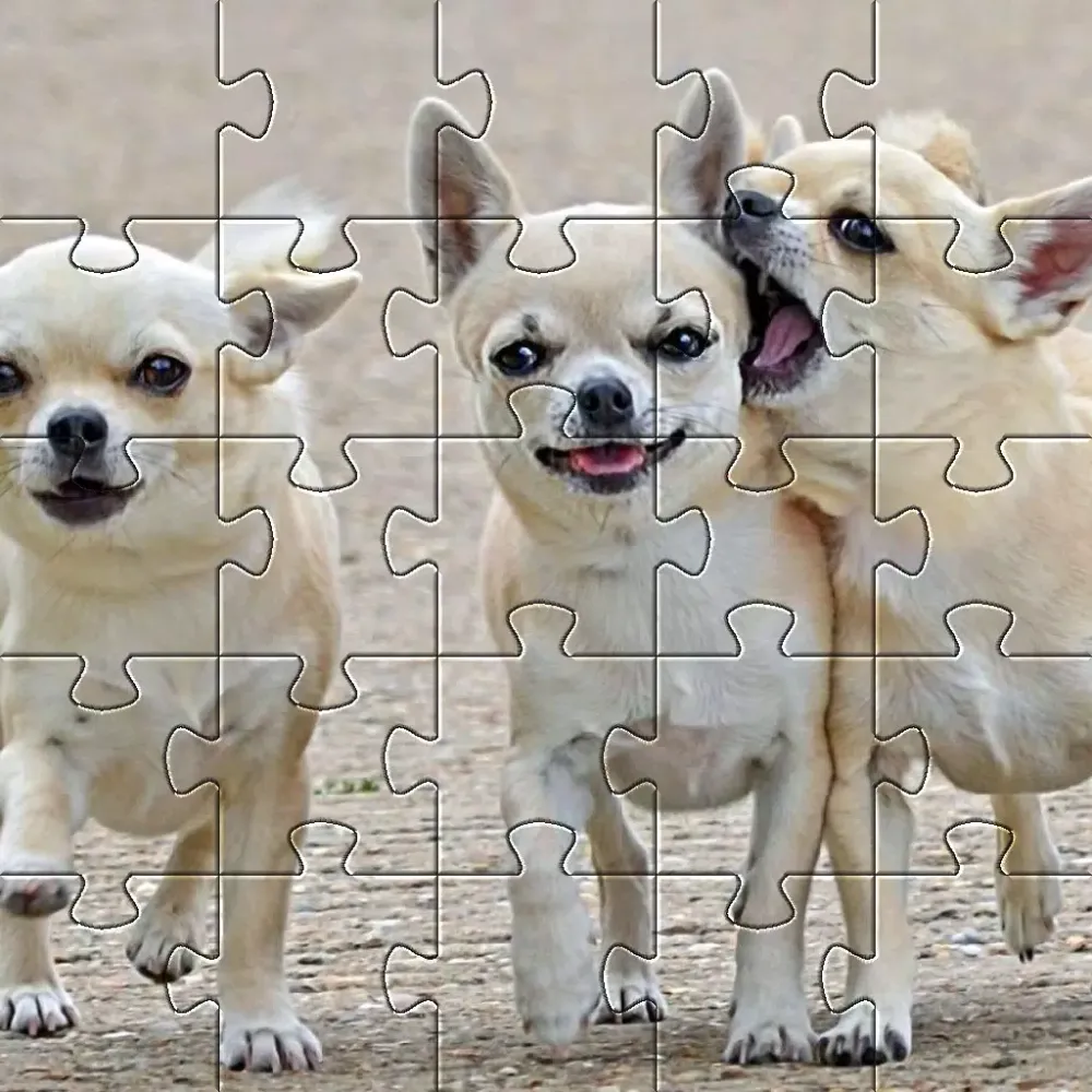 صور Chihuahuas Dog Puzzles Games