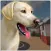 Pet Shelter Sim: Animal Rescue