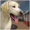 Pet Shelter Sim: Animal Rescue
