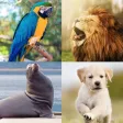 Animal sounds 100+ Animal sounds 100+