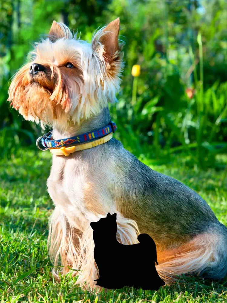Capturas de pantalla de Dog Silhouettes Stickers iPad 