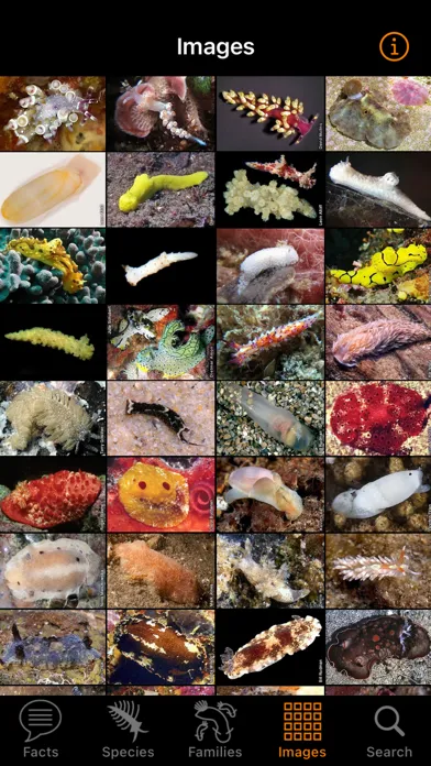 Capturas de pantalla de Nudibranch ID Australia NZ