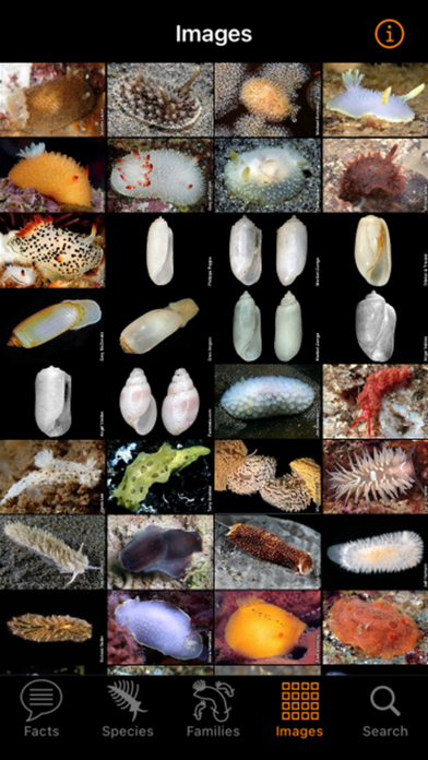 ภาพหน้าจอของ Nudibranch ID Eastern Pacific