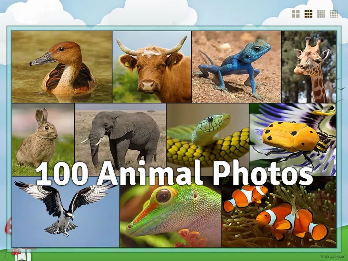 Captures d'écran de Animal Slide Image Puzzle iPad 