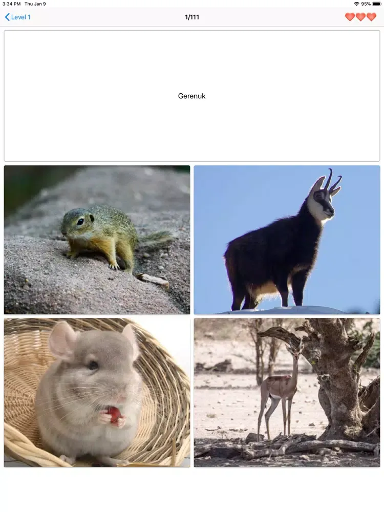 Mammals – Learn All Animals! iPad 应用截图