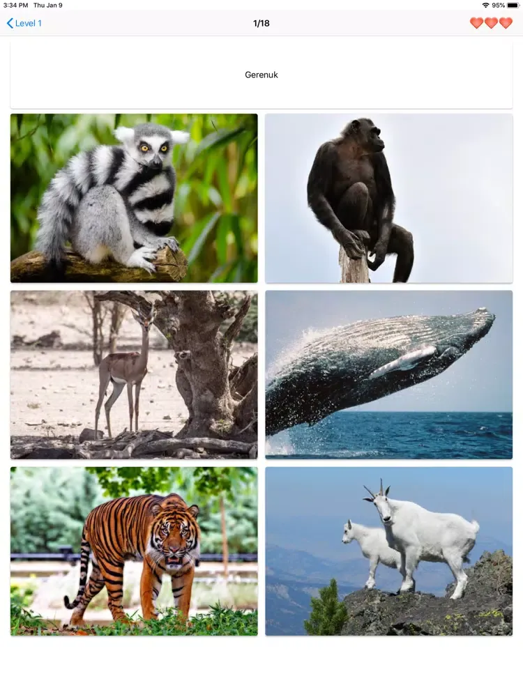 Mammals – Learn All Animals! iPad 应用截图