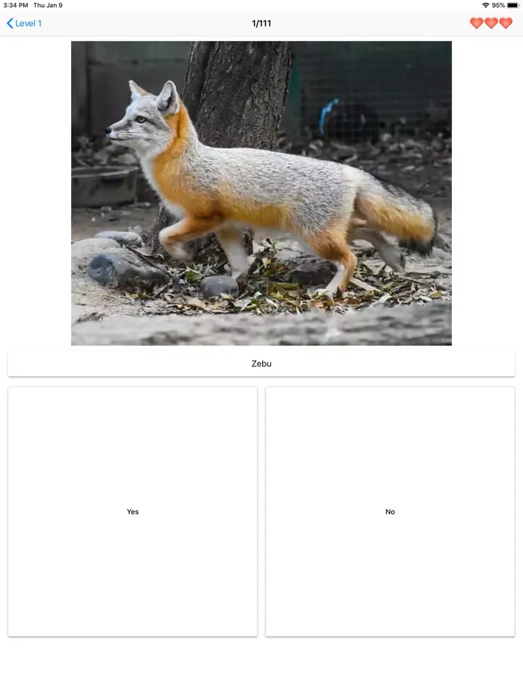 Mammals – Learn All Animals! iPad 应用截图