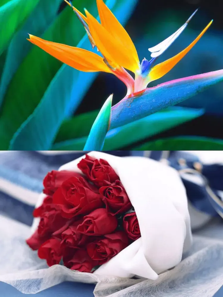 Capturas de pantalla de Flower Wallpaper HD iPad 