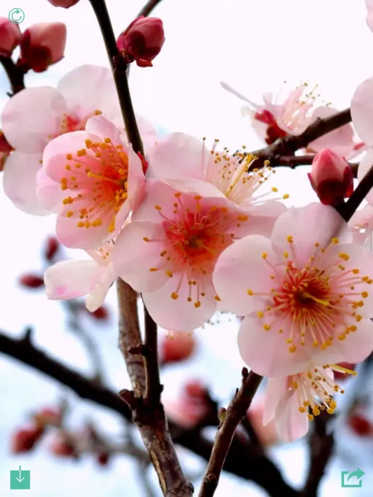 Capturas de pantalla de Flower Wallpaper HD iPad 