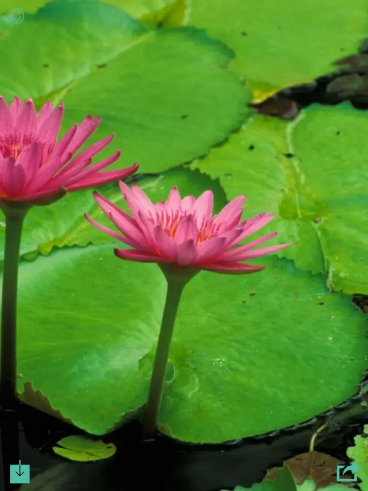 Capturas de pantalla de Flower Wallpaper HD iPad 