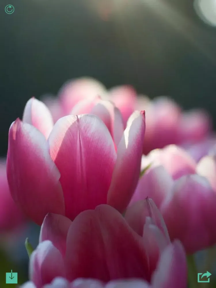 Capturas de pantalla de Flower Wallpaper HD iPad 