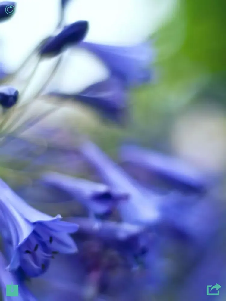 Capturas de pantalla de Flower Wallpaper HD iPad 