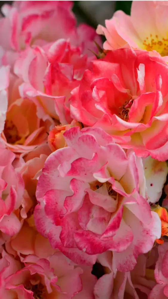 Capturas de pantalla de Flower Wallpaper HD