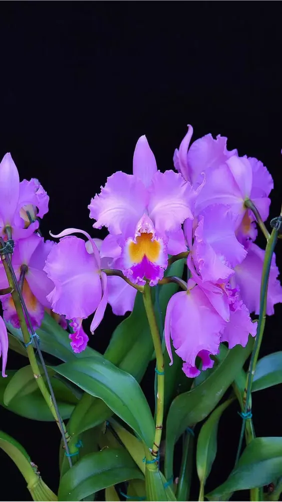 Capturas de pantalla de Flower Wallpaper HD