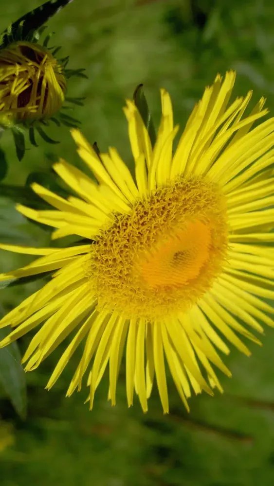 Capturas de pantalla de Flower Wallpaper HD