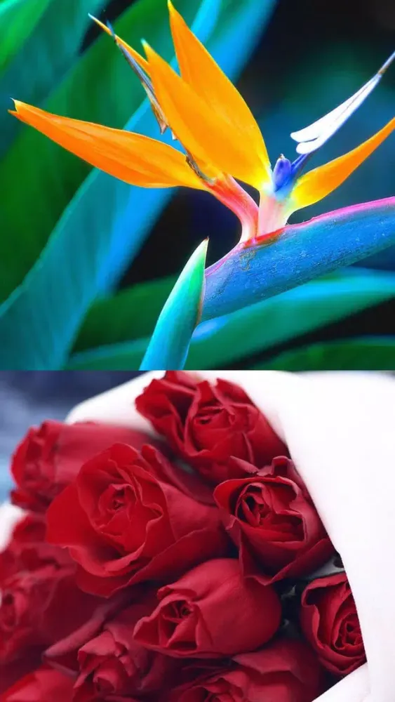 Capturas de pantalla de Flower Wallpaper HD