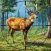 Wild Deer Hunt Hunting Games