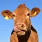 Cow Sounds