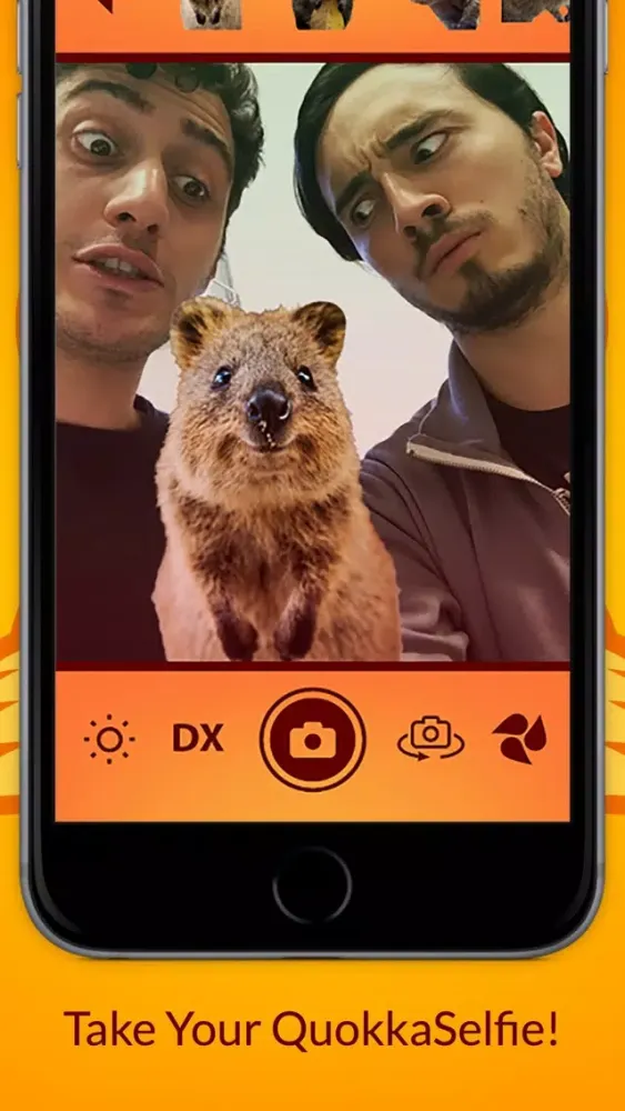 صور QuokkaSelfie: take photos with the happiest animal in the world!