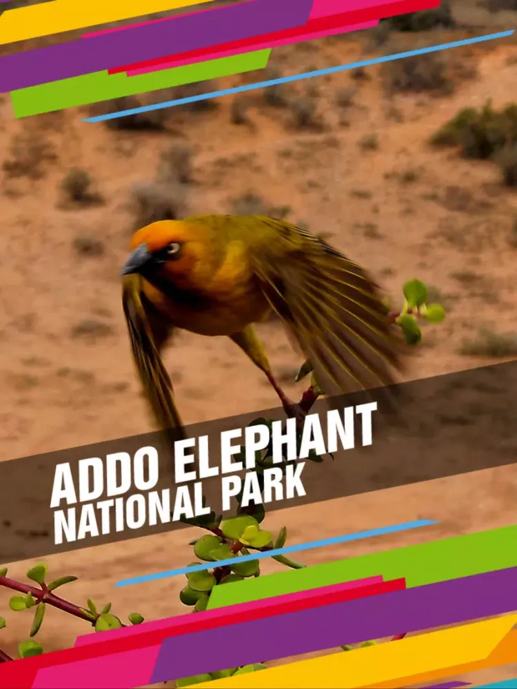 Capturas de tela do Addo Elephant National Park Tourism Guide iPad 