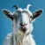 Ultimate Goat Life Simulator