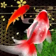 Sakura Goldfishing