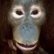 Talking Orangutan