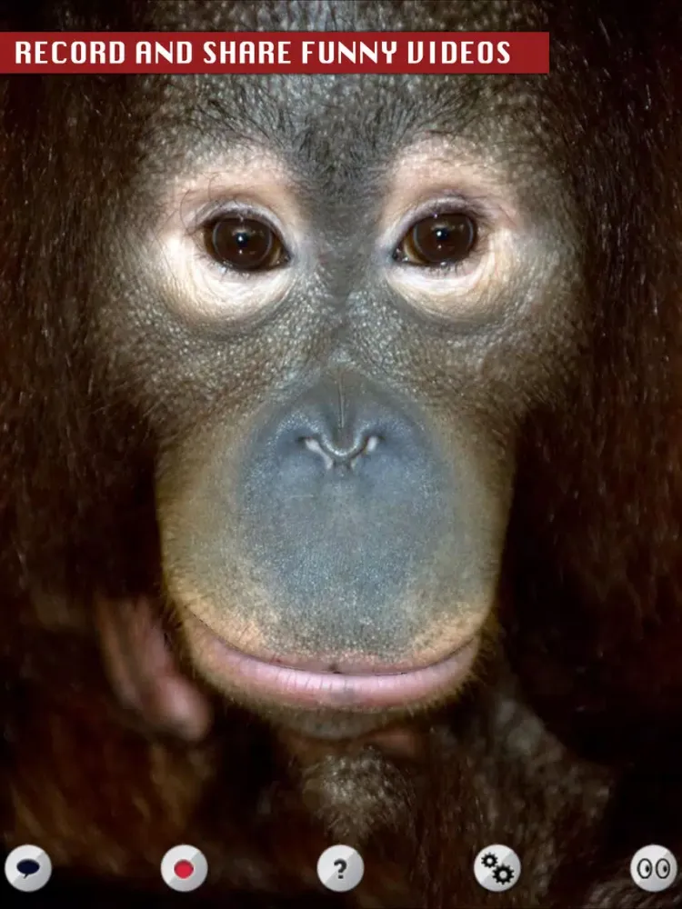 Talking Orangutan iPad  سکرین شاٹس