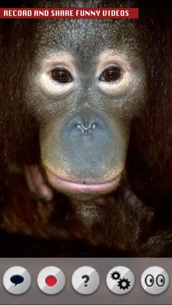 Talking Orangutan سکرین شاٹس